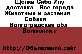 Щенки Сиба Ину доставка - Все города Животные и растения » Собаки   . Волгоградская обл.,Волжский г.